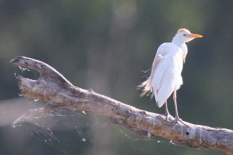 Cattle Egret .jpg